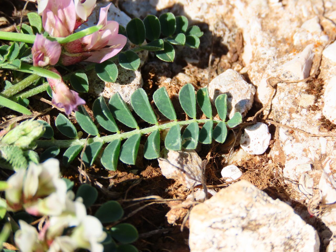 Astragalus depressus — houseplant care guide