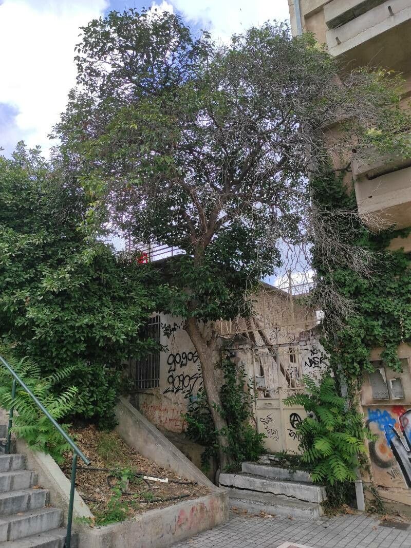 Ligustrum australianum