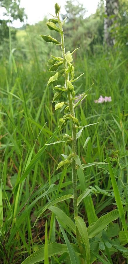 Epipactis phyllanthes flower