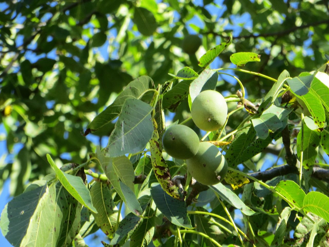 Juglans x intermedia fruit