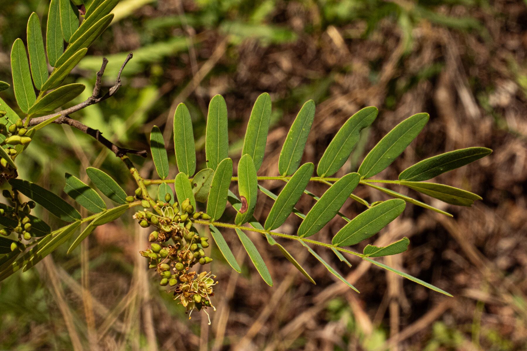 Brachystegia utilis leaf