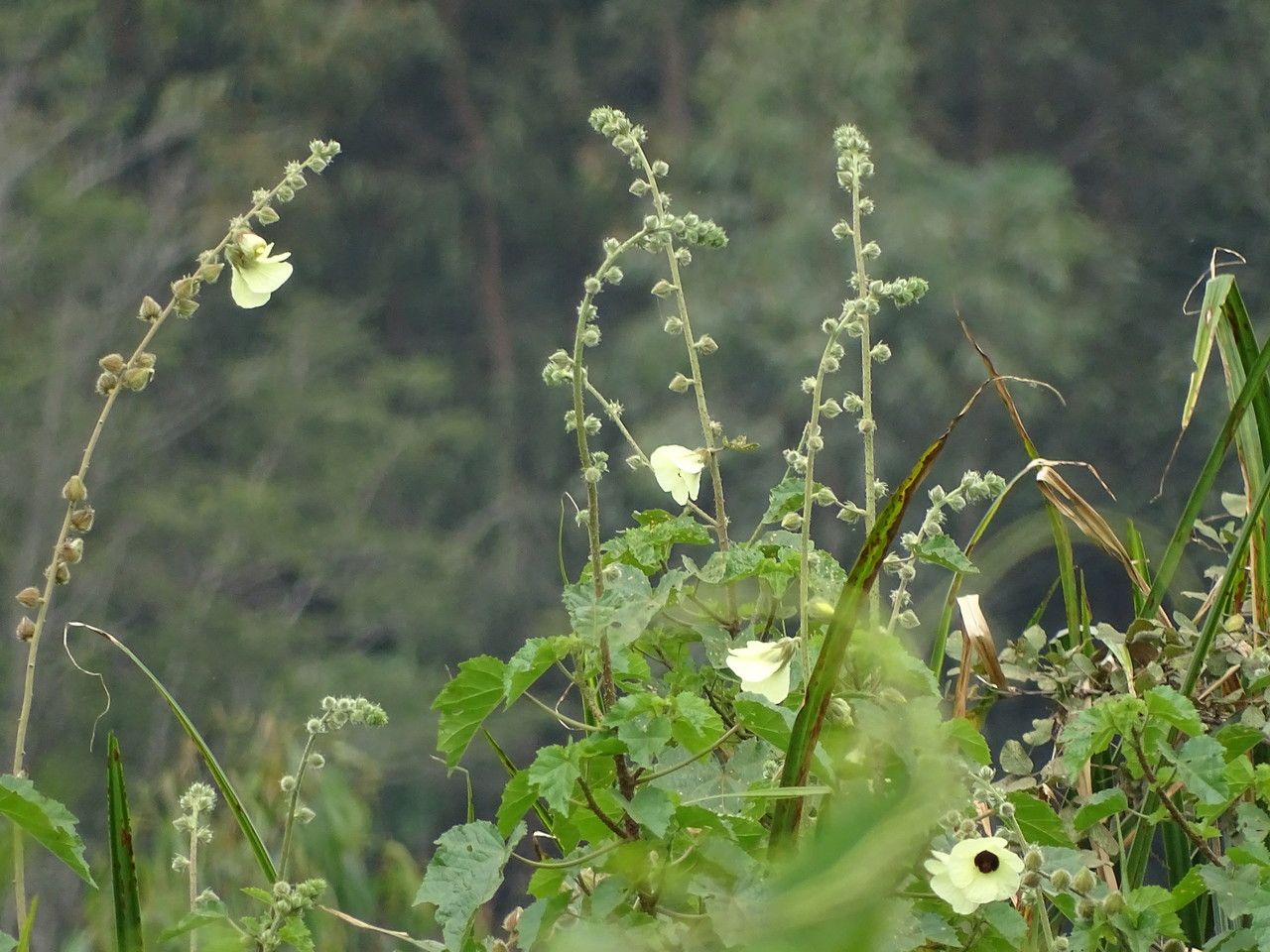 Hibiscus diversifolius flower