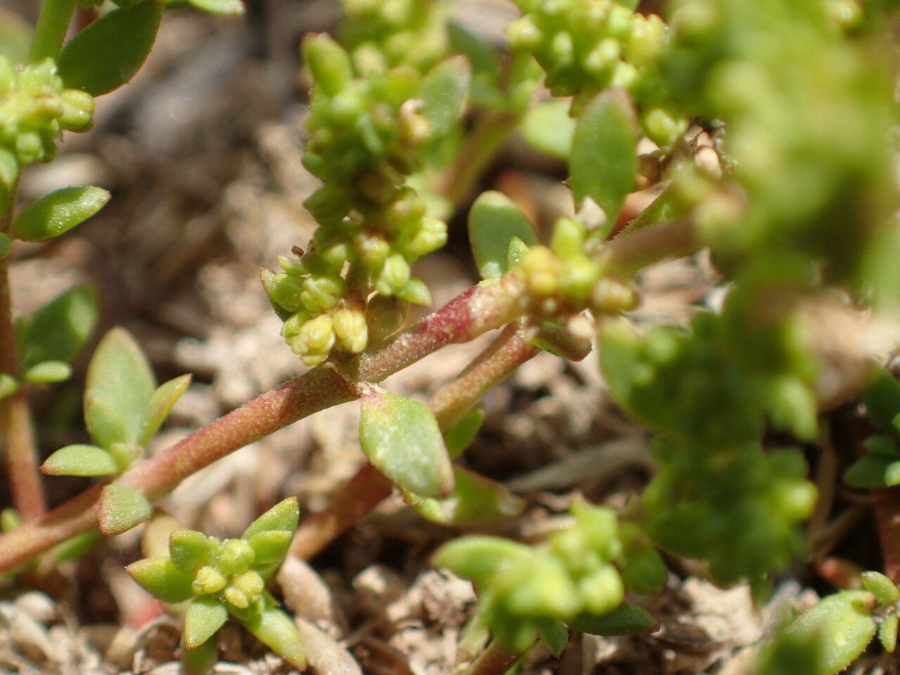 Herniaria glabra — search result for 'Caryophyllaceae'