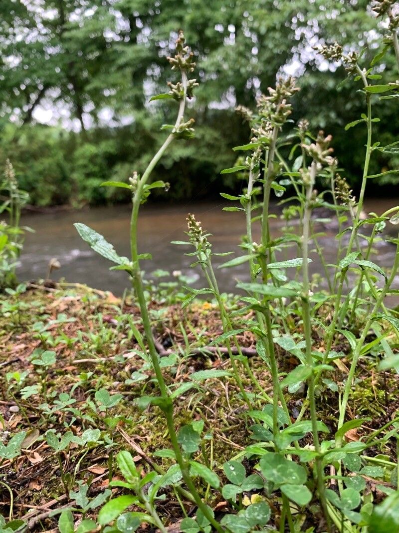 Gamochaeta coarctata habit