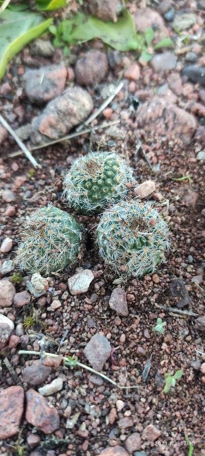 Mammillaria sphaerica habit