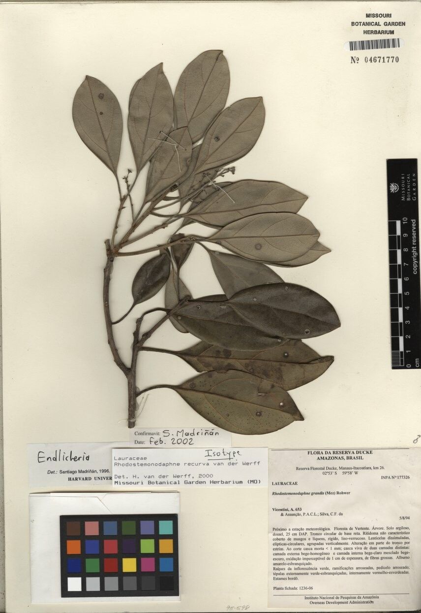 Rhodostemonodaphne recurva — houseplant care guide