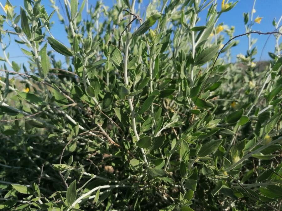 Anthyllis cytisoides leaf