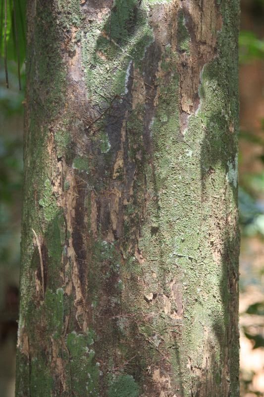 Eschweilera parviflora bark