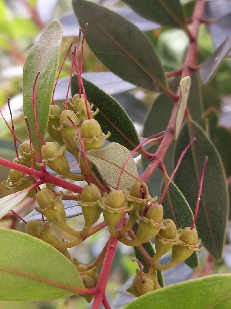 Metrosideros robusta fruit