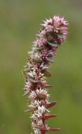 Illecebrum verticillatum fruit