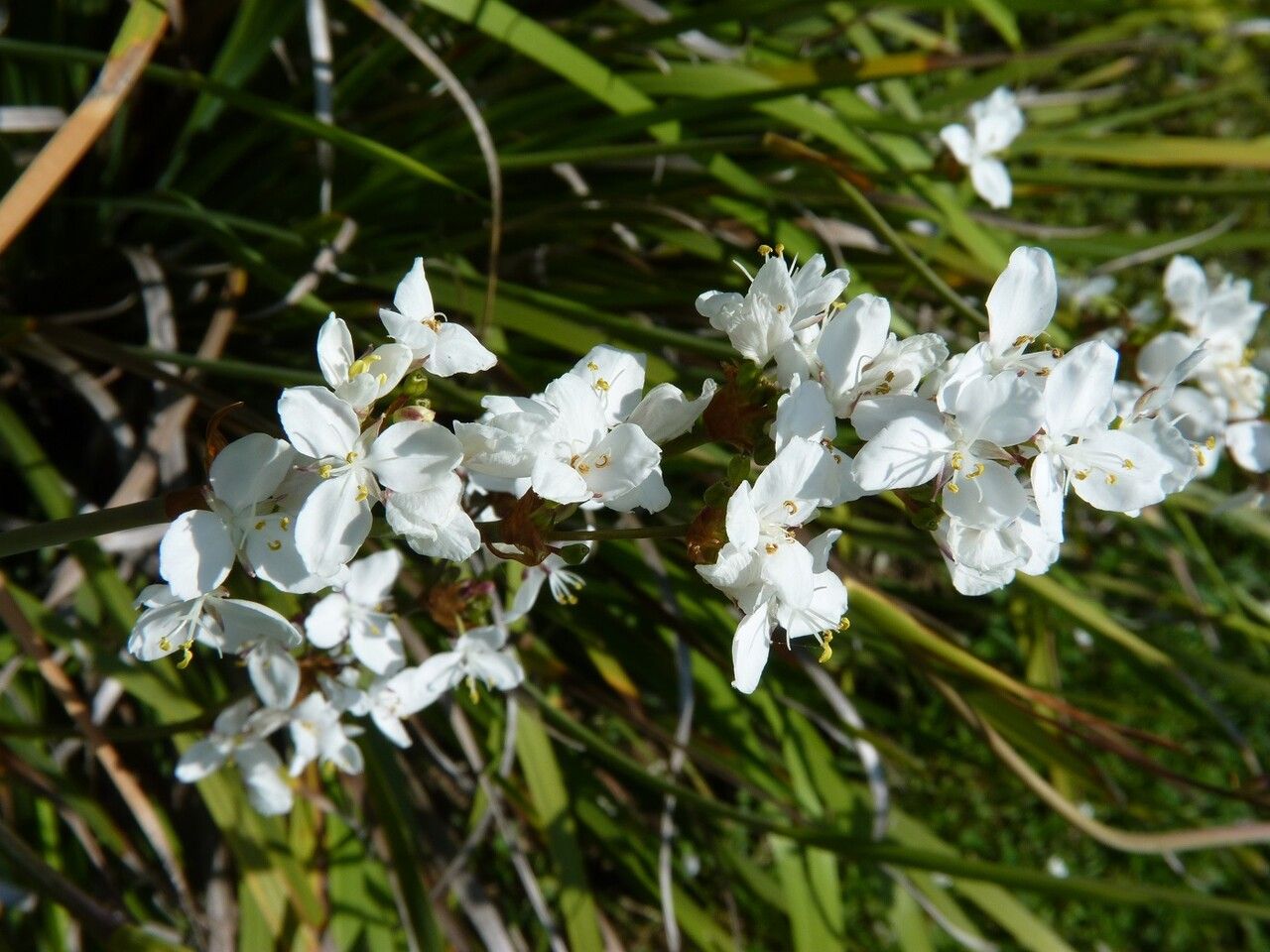 Libertia grandiflora flower