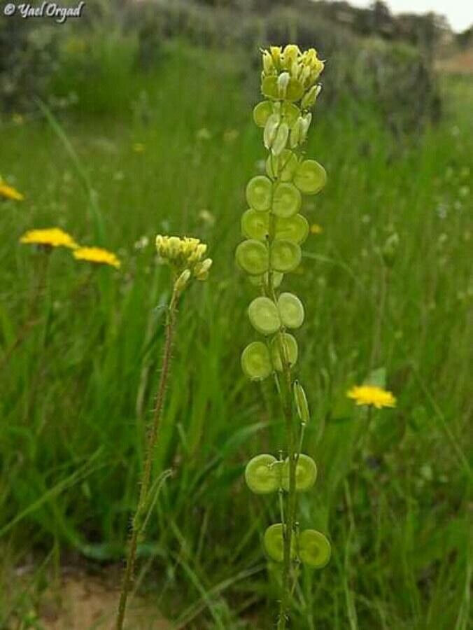 Biscutella didyma flower