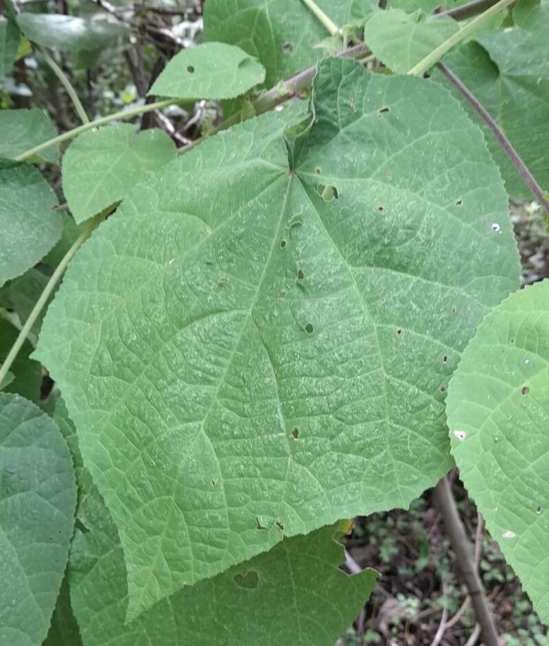 Callianthe jujuiensis — related species from the same genus
