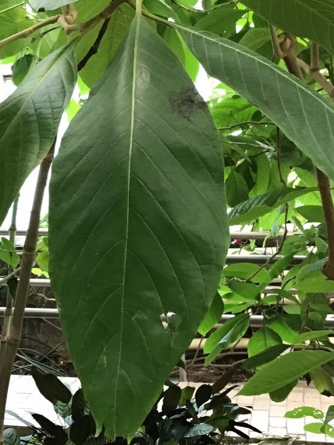 Megaskepasma erythrochlamys