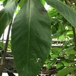 Megaskepasma erythrochlamys