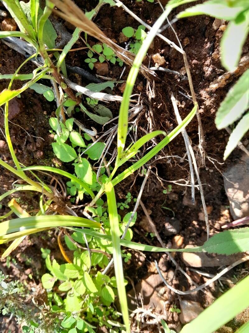 Cyperus impubes leaf