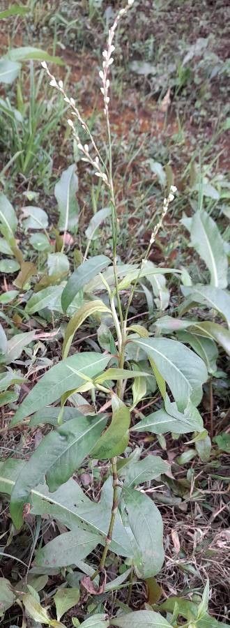 Persicaria glabra habit