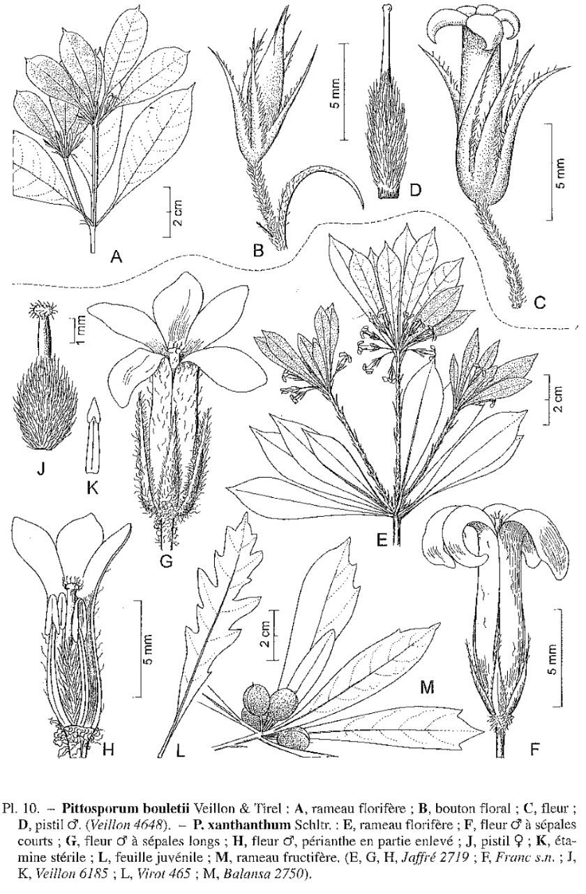 Pittosporum bouletii other