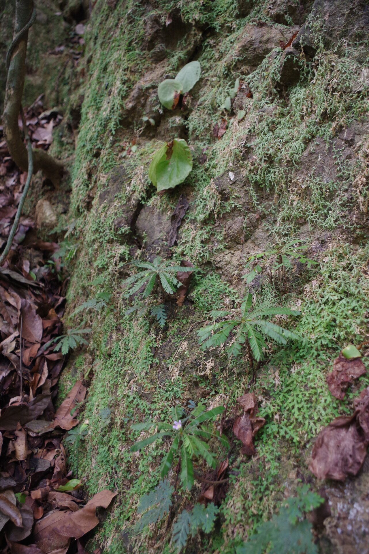 Biophytum talbotii habit