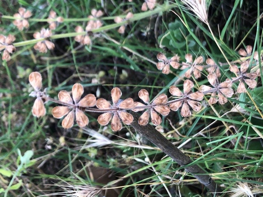 Gypsophila tomentosa — search result for 'Gypsophila'
