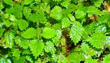 Urtica sykesii — search result for 'Urtica'