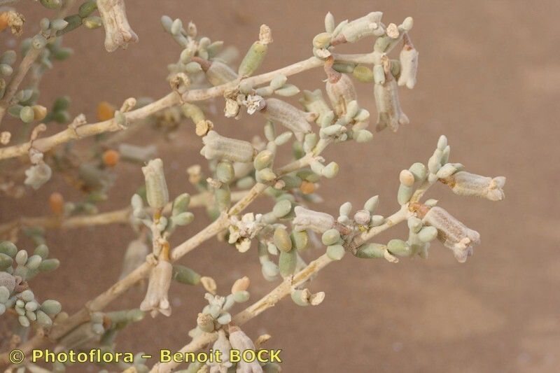 Zygophyllum gaetulum flower