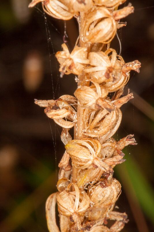 Gennaria diphylla fruit