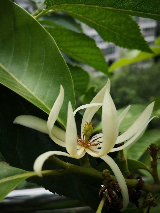 Michelia alba flower