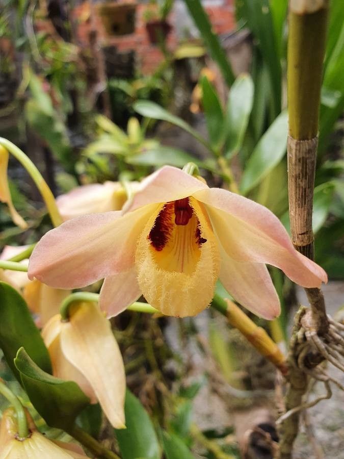 Dendrobium moschatum flower
