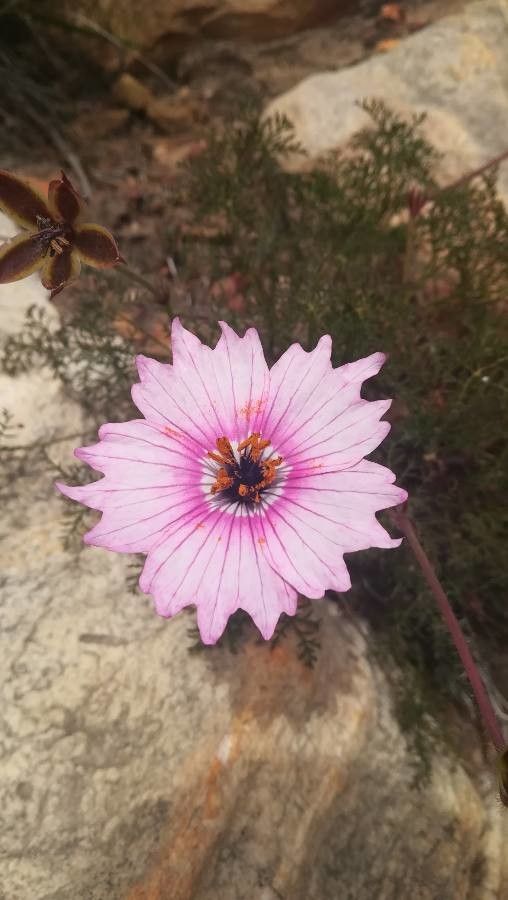 Monsonia speciosa — houseplant care guide