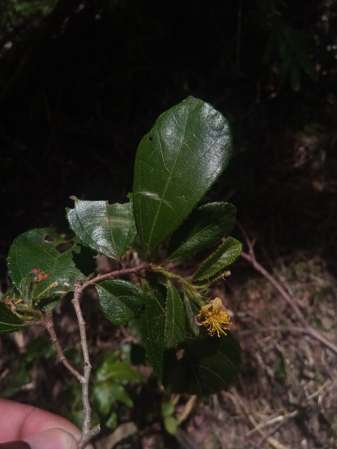 Grewia diversipes flower