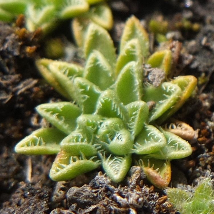Werneria apiculata leaf