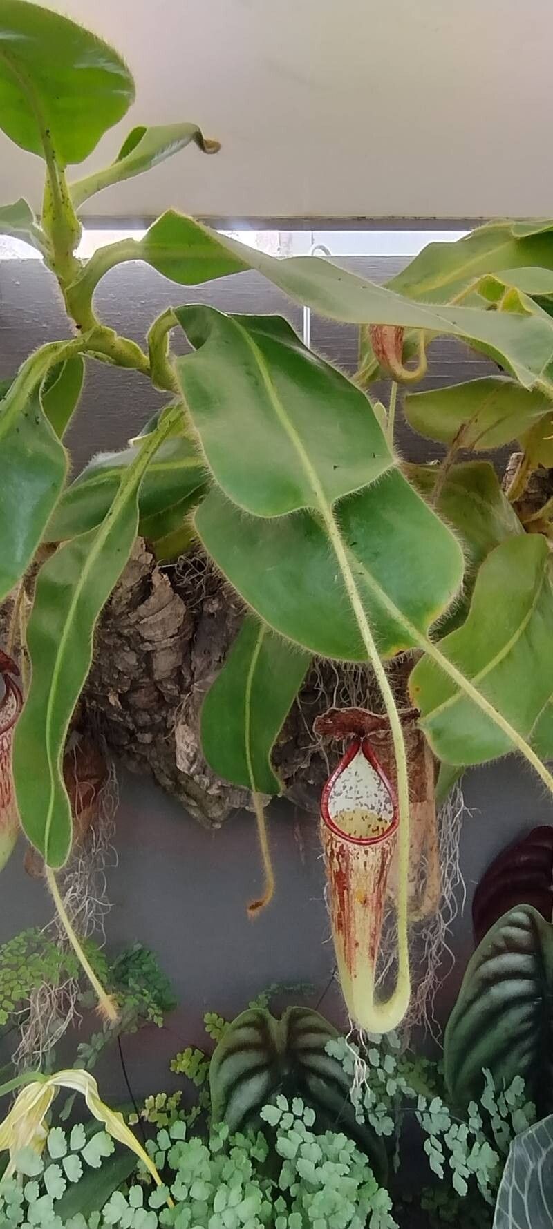 Nepenthes glandulifera — search result for 'Nepenthes'
