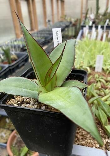 Agave chazaroi — houseplant care guide
