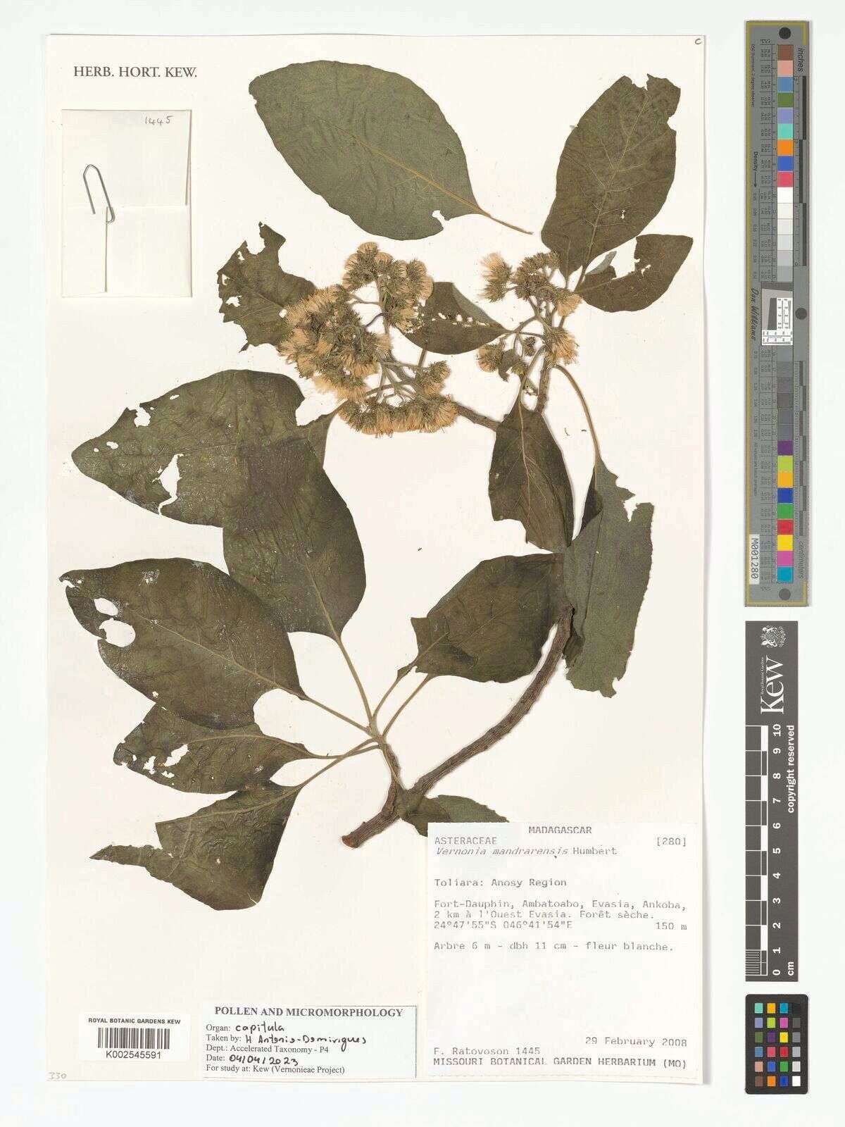 Vernonia mandrarensis — houseplant care guide