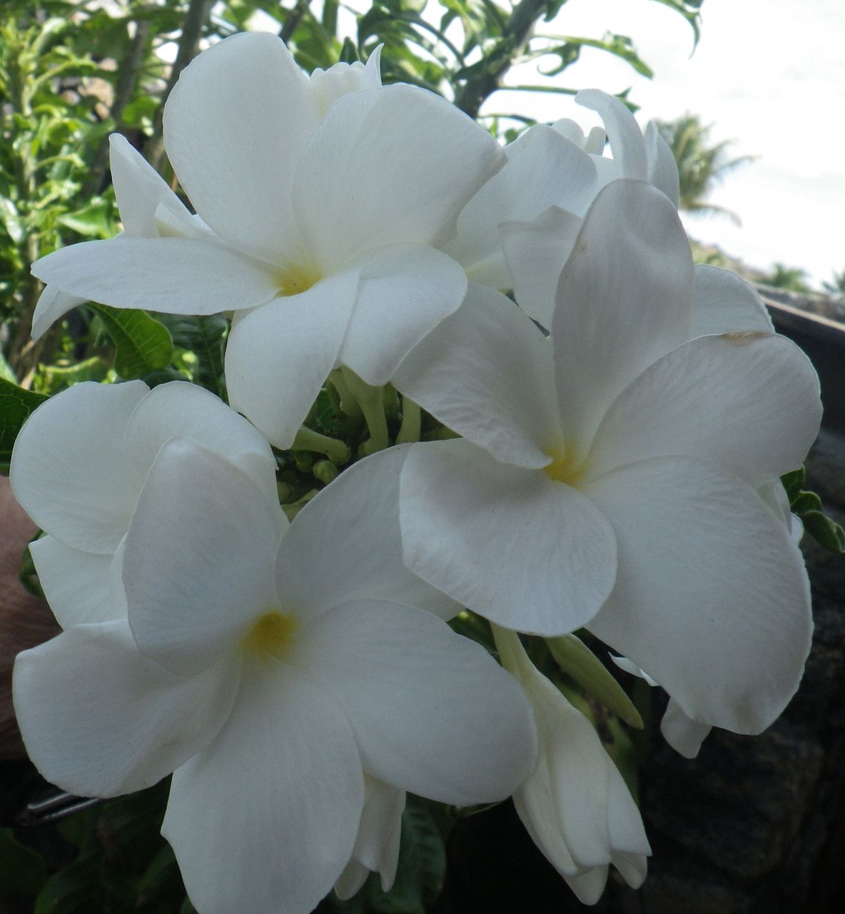 Dovyalis caffra flower