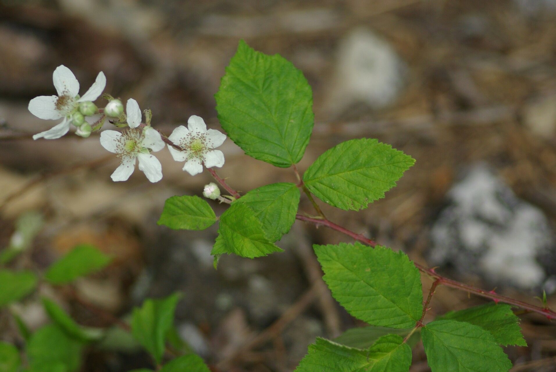 Rubus vigoi flower