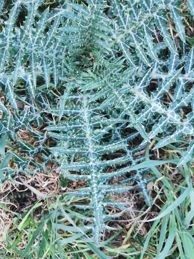 Galactites tomentosa leaf