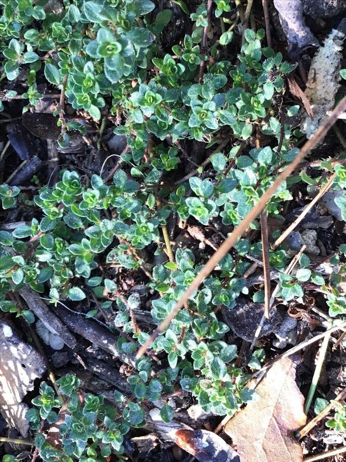 Thymus roegneri — search result for 'Thymus'