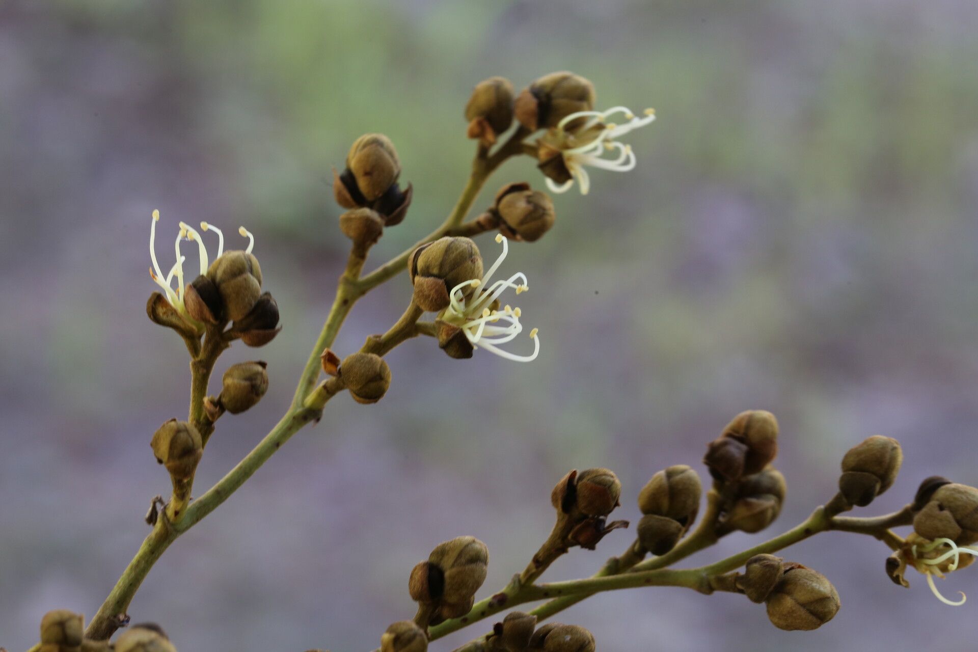 Julbernardia globiflora flower