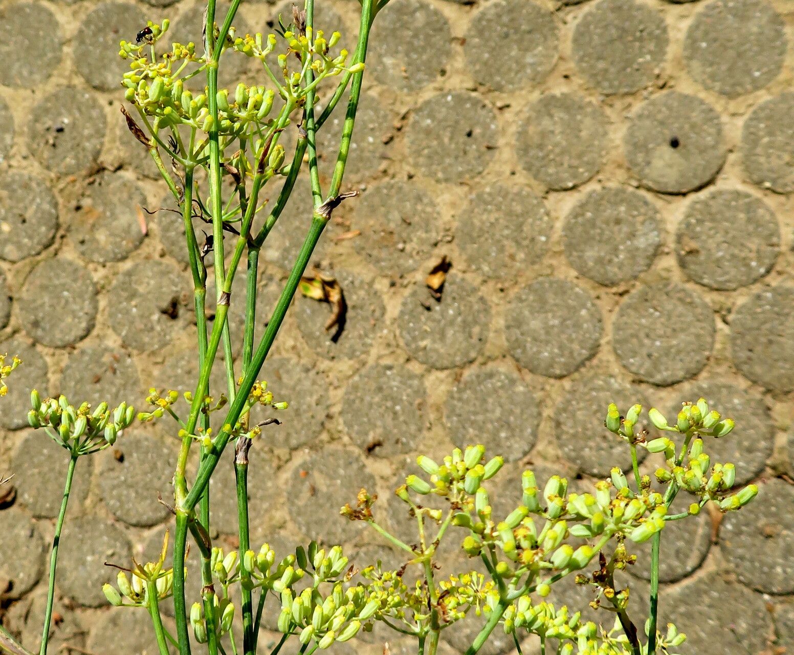 Ferula assa-foetida habit