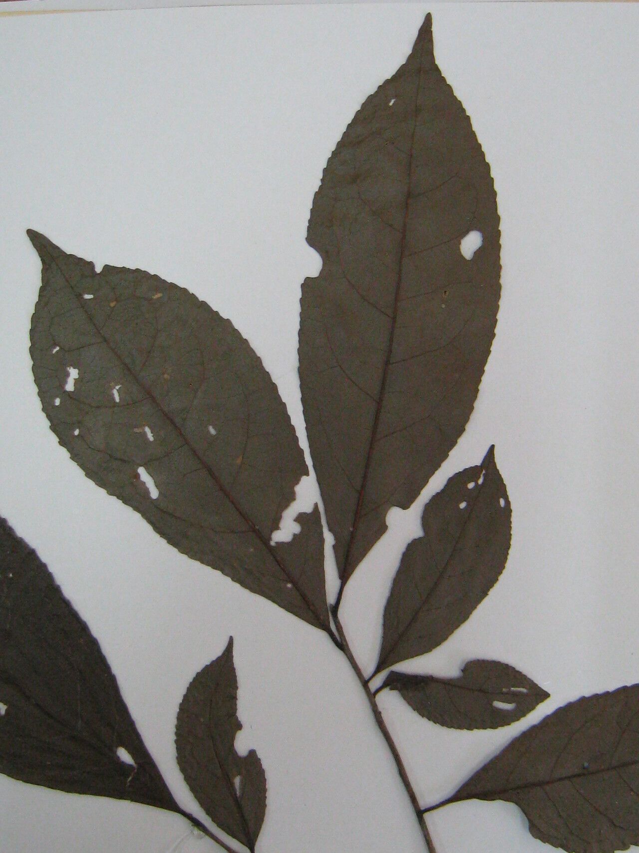 Symplocos martinicensis other