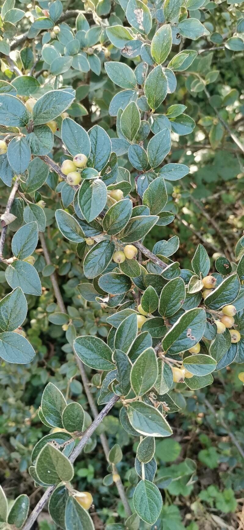 Cotoneaster induratus — houseplant care guide