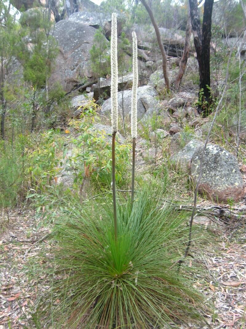 Xanthorrhoea australis flower