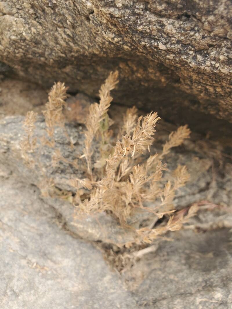 Hygrophila abyssinica leaf