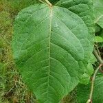 Reynoutria sachalinensis