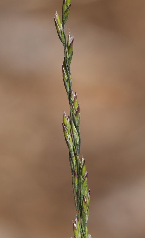 Poa bolanderi habit