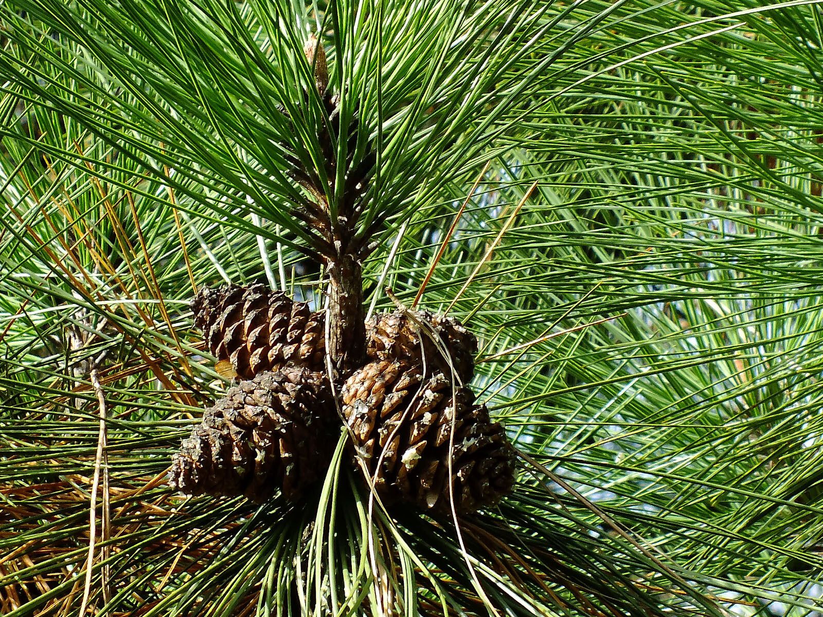 Pinus hartwegii fruit