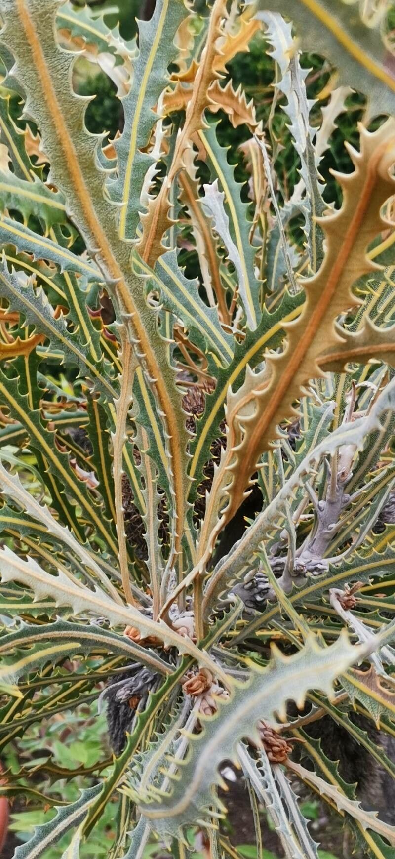 Banksia elderiana habit