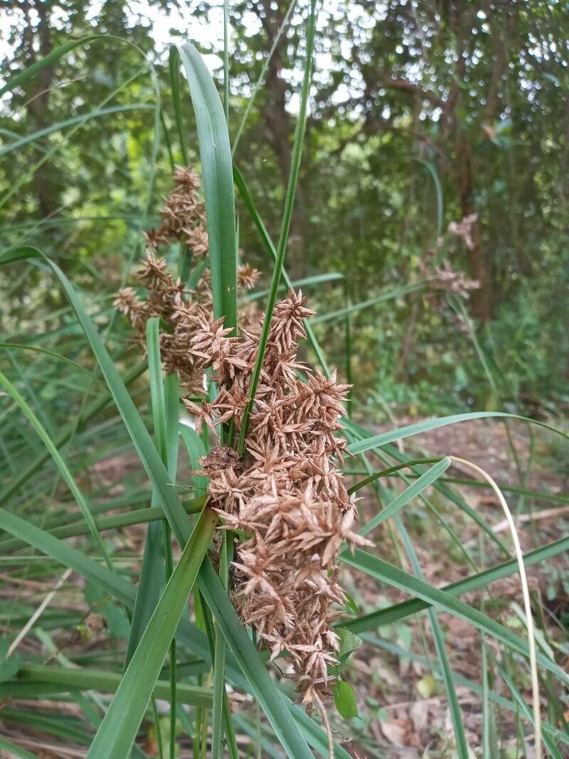 Cyperus javanicus flower